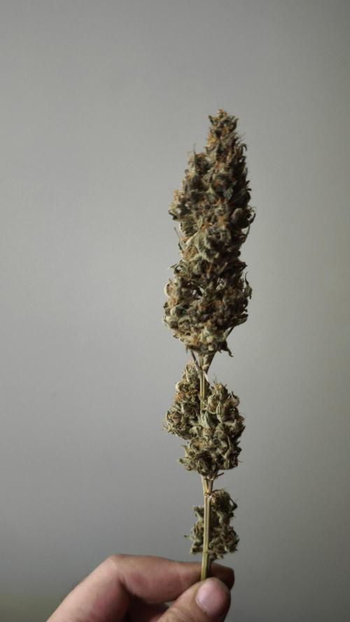 Sticky Broccoli@Zamnesia | Plagron. Week 16