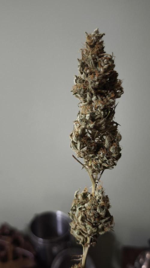 Sticky Broccoli@Zamnesia | Plagron. Week 16