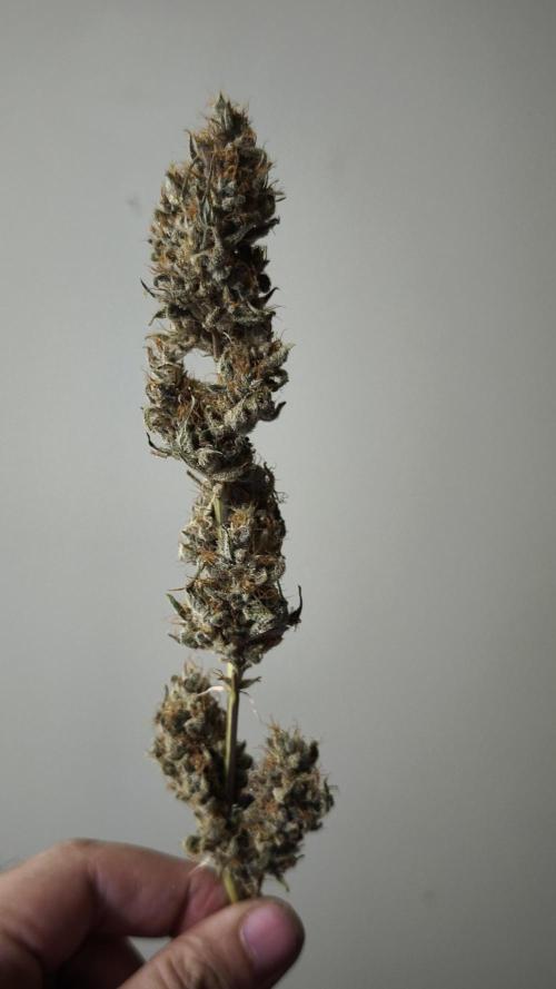 Sticky Broccoli@Zamnesia | Plagron. Week 16