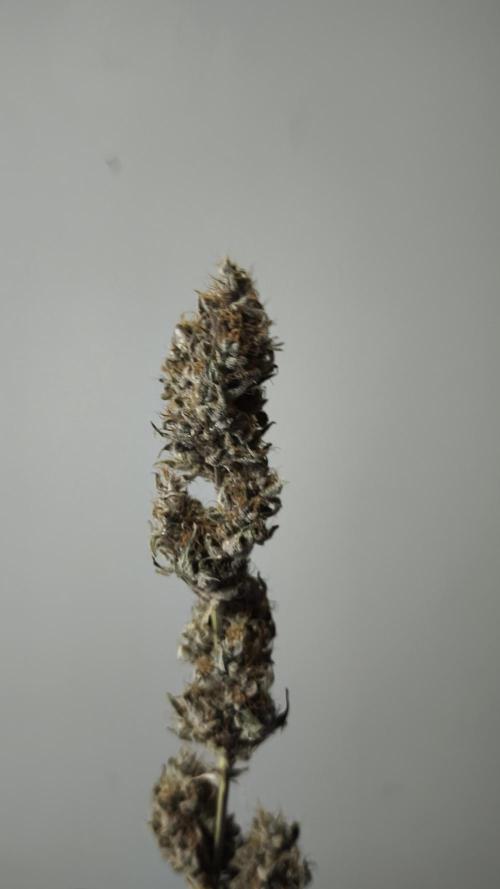 Sticky Broccoli@Zamnesia | Plagron. Week 16