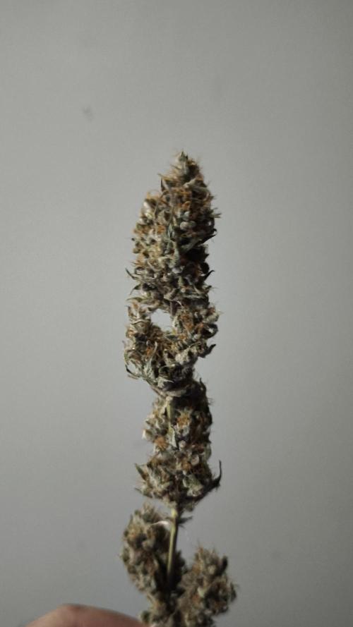 Sticky Broccoli@Zamnesia | Plagron. Week 16