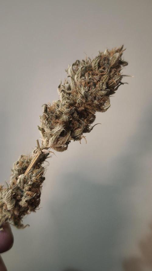 Sticky Broccoli@Zamnesia | Plagron. Week 16