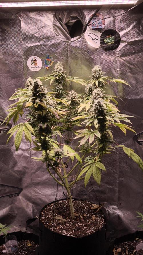 The Tropical Ice Cream One@USAGenetics26. Week 13