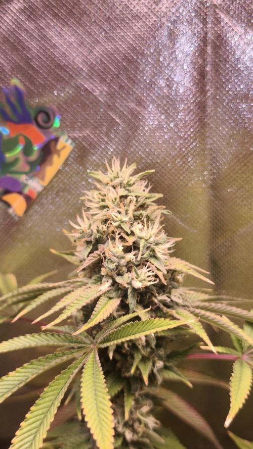 The Tropical Ice Cream One@USAGenetics26. Week 13
