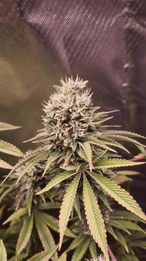 The Tropical Ice Cream One@USAGenetics26. Week 13