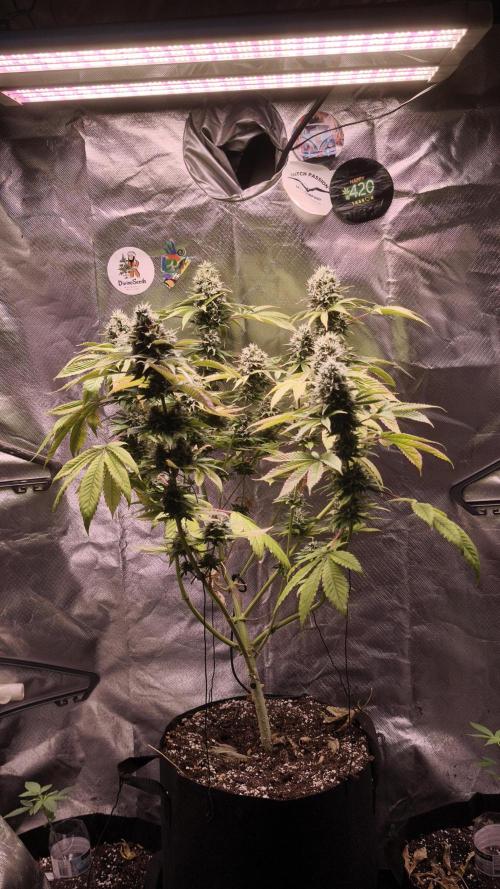 The Tropical Ice Cream One@USAGenetics26. Week 13