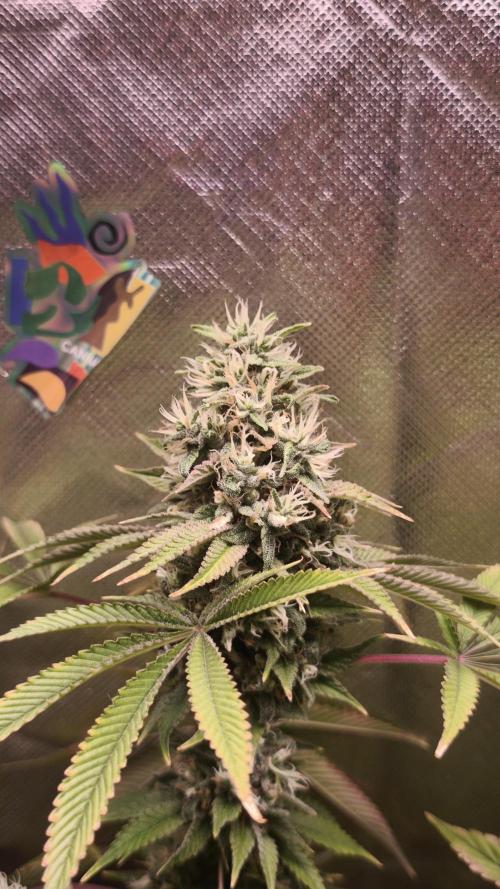 The Tropical Ice Cream One@USAGenetics26. Week 13