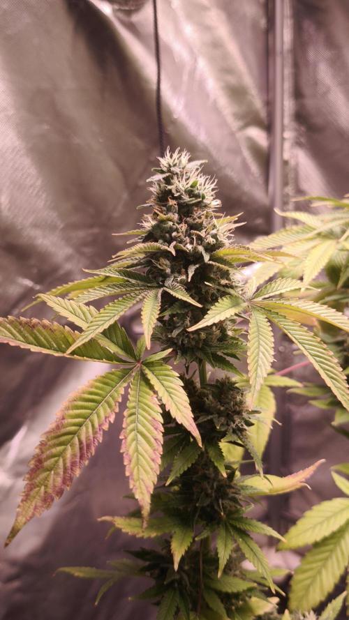 The Tropical Ice Cream One@USAGenetics26. Week 13