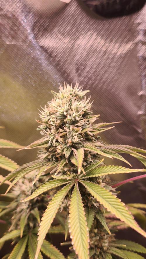 The Tropical Ice Cream One@USAGenetics26. Week 13