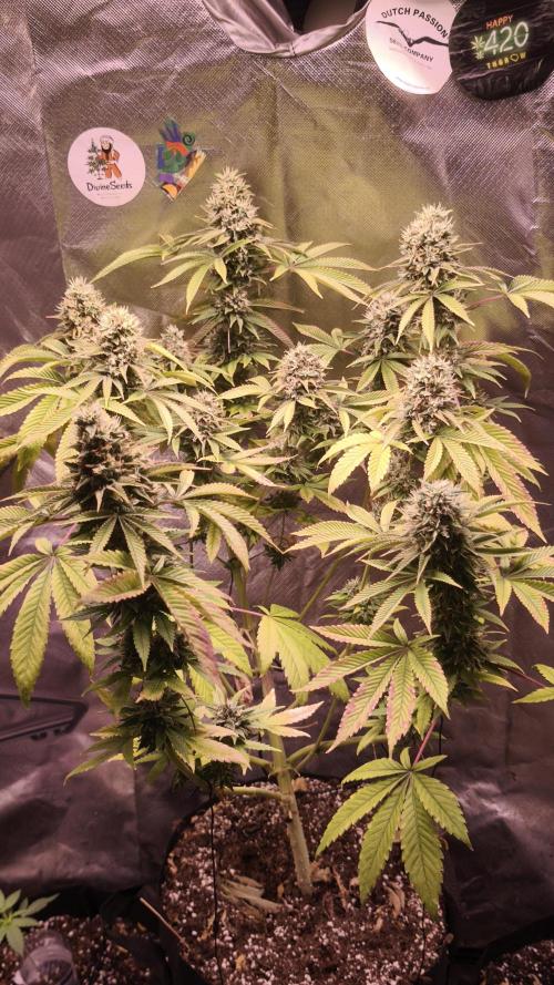 The Tropical Ice Cream One@USAGenetics26. Week 13