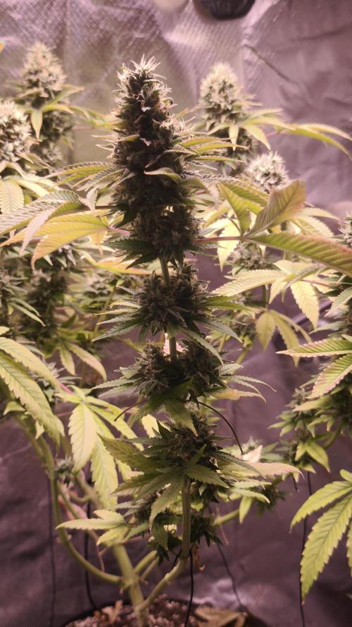 The Tropical Ice Cream One@USAGenetics26. Week 13