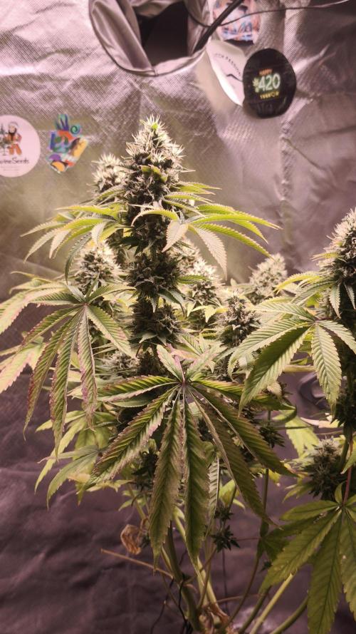 The Tropical Ice Cream One@USAGenetics26. Week 13