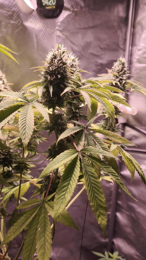 The Tropical Ice Cream One@USAGenetics26. Week 13