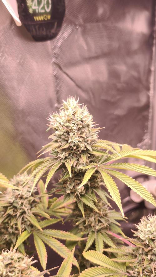 The Tropical Ice Cream One@USAGenetics26. Week 13