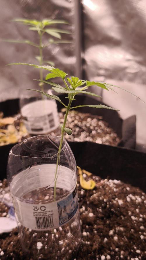 Fat Pete Cookies Auto@SSSC. Week 1