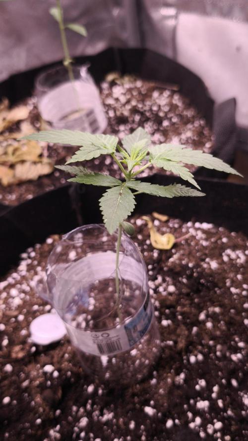 Fat Pete Cookies Auto@SSSC. Week 1