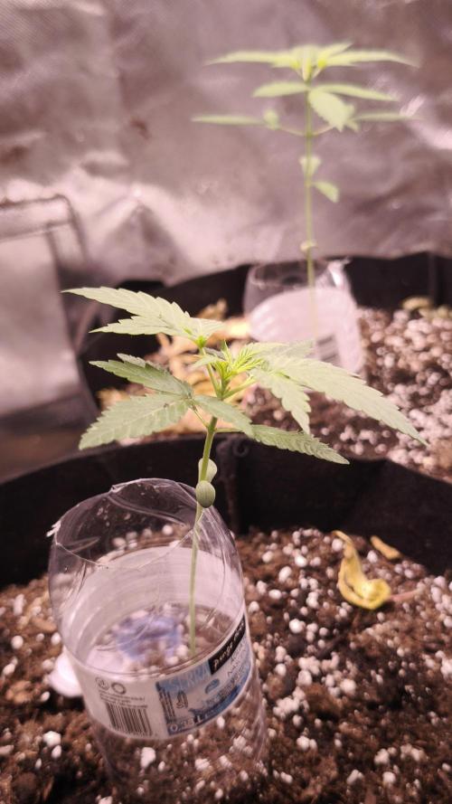 Fat Pete Cookies Auto@SSSC. Week 1