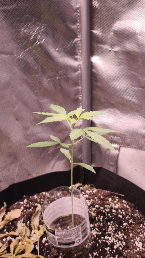 Auto Glue XXL Genetics. Week 1
