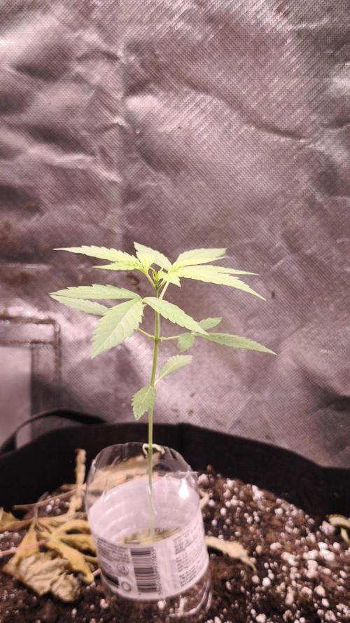 Auto Glue XXL Genetics. Week 1