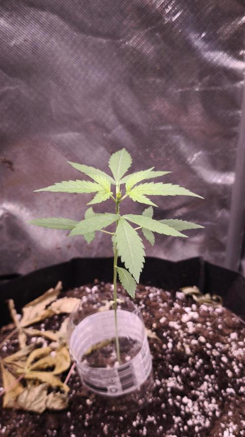 Auto Glue XXL Genetics. Week 1