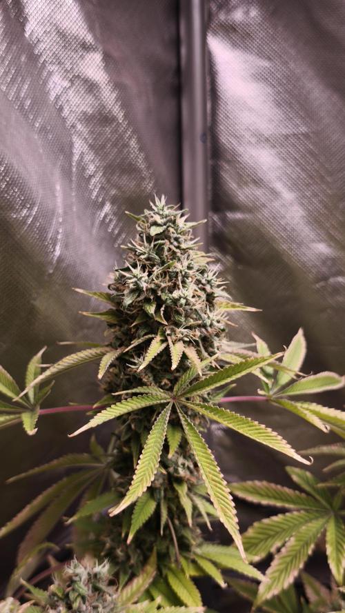 The Tropical Ice Cream One@USAGenetics26. Week 15