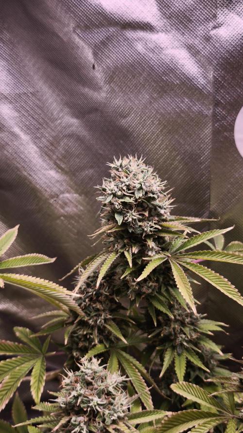 The Tropical Ice Cream One@USAGenetics26. Week 15