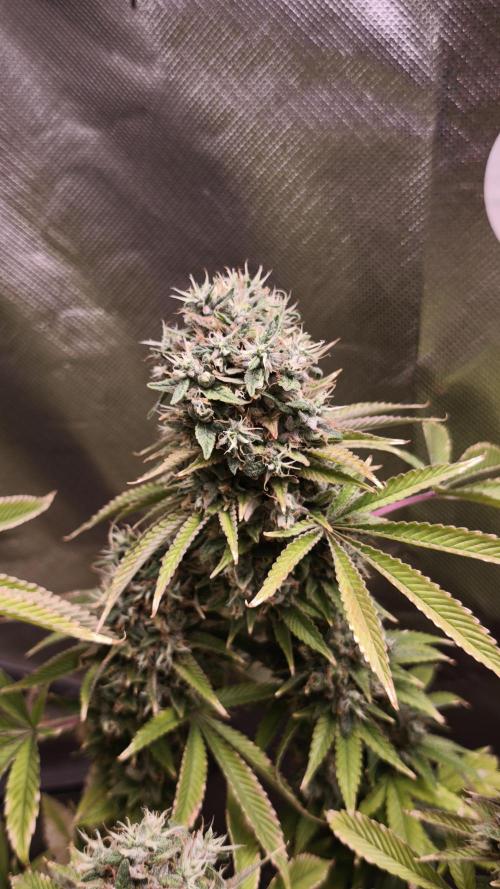 The Tropical Ice Cream One@USAGenetics26. Week 15