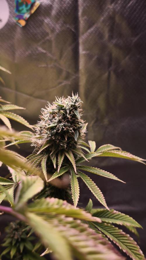The Tropical Ice Cream One@USAGenetics26. Week 15