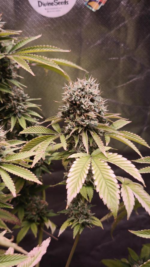The Tropical Ice Cream One@USAGenetics26. Week 15