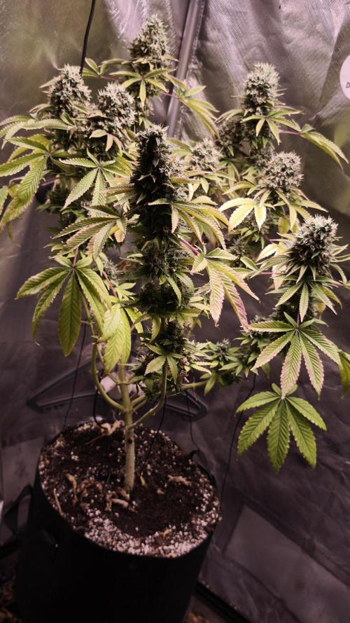 The Tropical Ice Cream One@USAGenetics26. Week 15