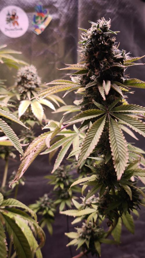 The Tropical Ice Cream One@USAGenetics26. Week 15