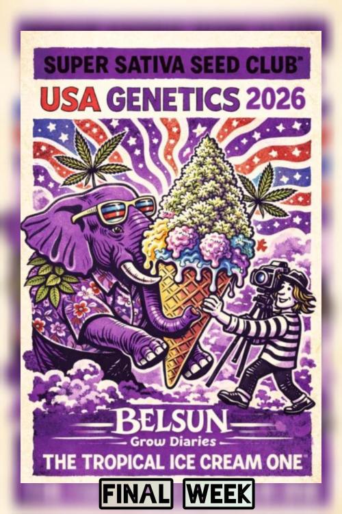 The Tropical Ice Cream One@USAGenetics26. Week 16