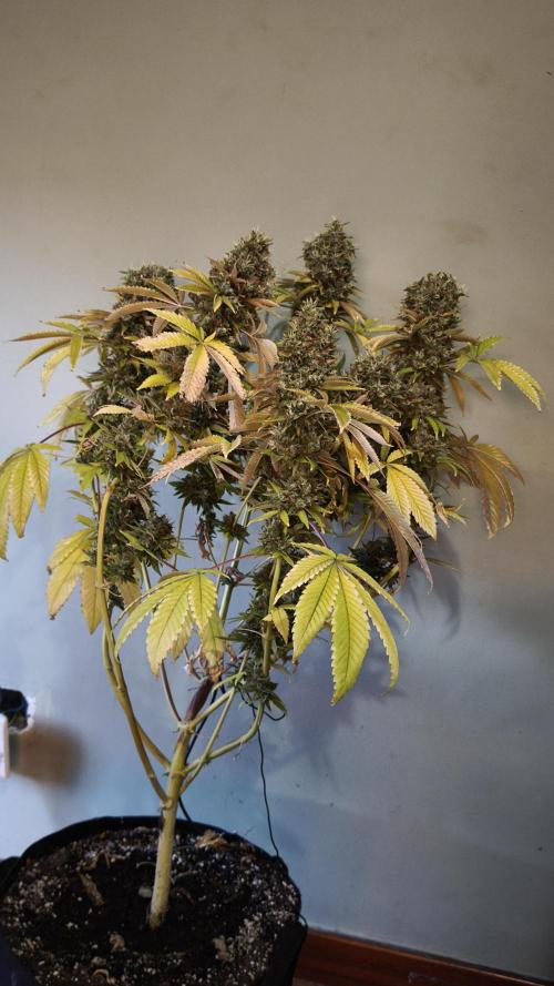 The Tropical Ice Cream One@USAGenetics26. Week 16