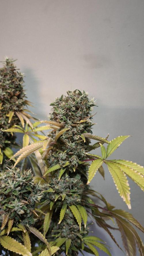 The Tropical Ice Cream One@USAGenetics26. Week 16