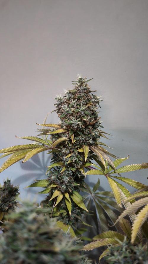 The Tropical Ice Cream One@USAGenetics26. Week 16