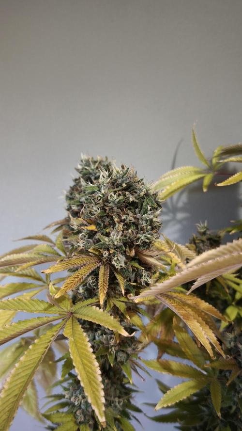 The Tropical Ice Cream One@USAGenetics26. Week 16