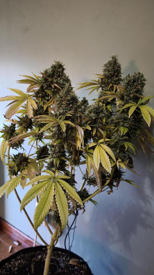 The Tropical Ice Cream One@USAGenetics26. Week 16