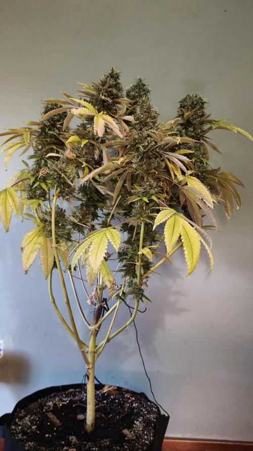 The Tropical Ice Cream One@USAGenetics26. Week 16