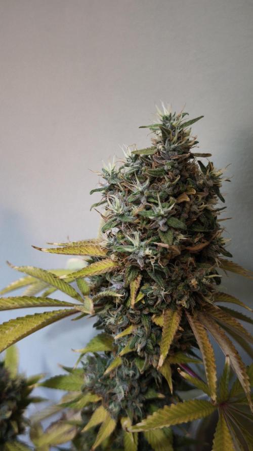 The Tropical Ice Cream One@USAGenetics26. Week 16