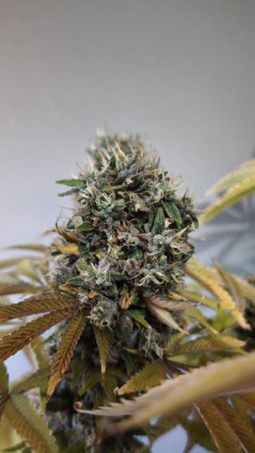The Tropical Ice Cream One@USAGenetics26. Week 16