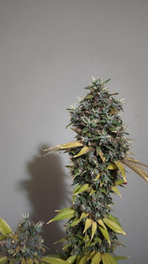 The Tropical Ice Cream One@USAGenetics26. Week 16