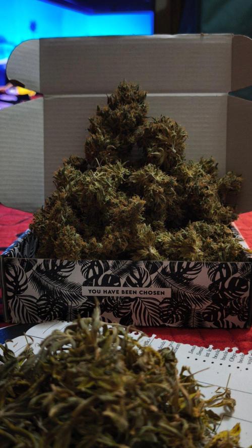 The Tropical Ice Cream One@USAGenetics26. Week 17