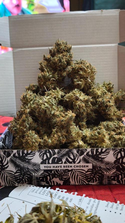 The Tropical Ice Cream One@USAGenetics26. Week 17