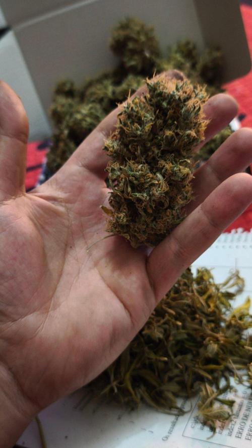 The Tropical Ice Cream One@USAGenetics26. Week 17