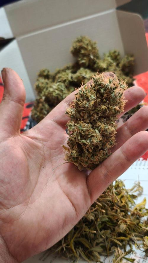 The Tropical Ice Cream One@USAGenetics26. Week 17