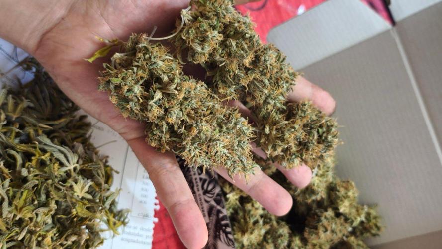 The Tropical Ice Cream One@USAGenetics26. Week 17