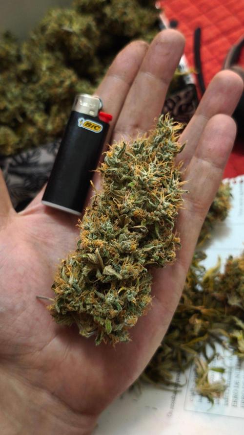 The Tropical Ice Cream One@USAGenetics26. Week 17