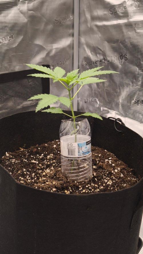 GanjaFarmer@Gorilla GG4. Week 2