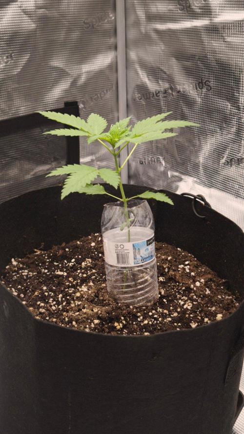 GanjaFarmer@Gorilla GG4. Week 2