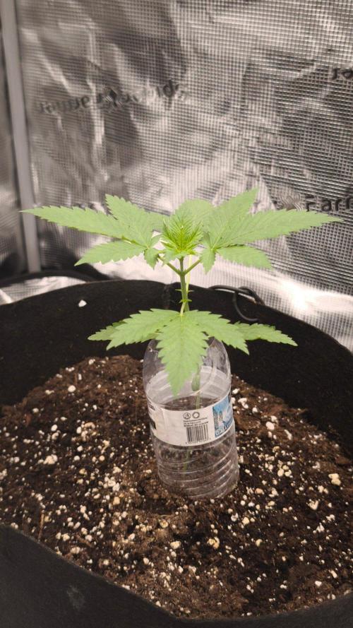 GanjaFarmer@Gorilla GG4. Week 2